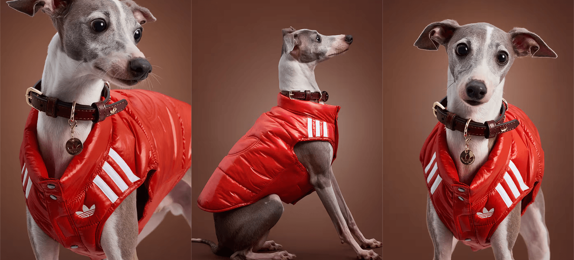 adidas Pet Collection