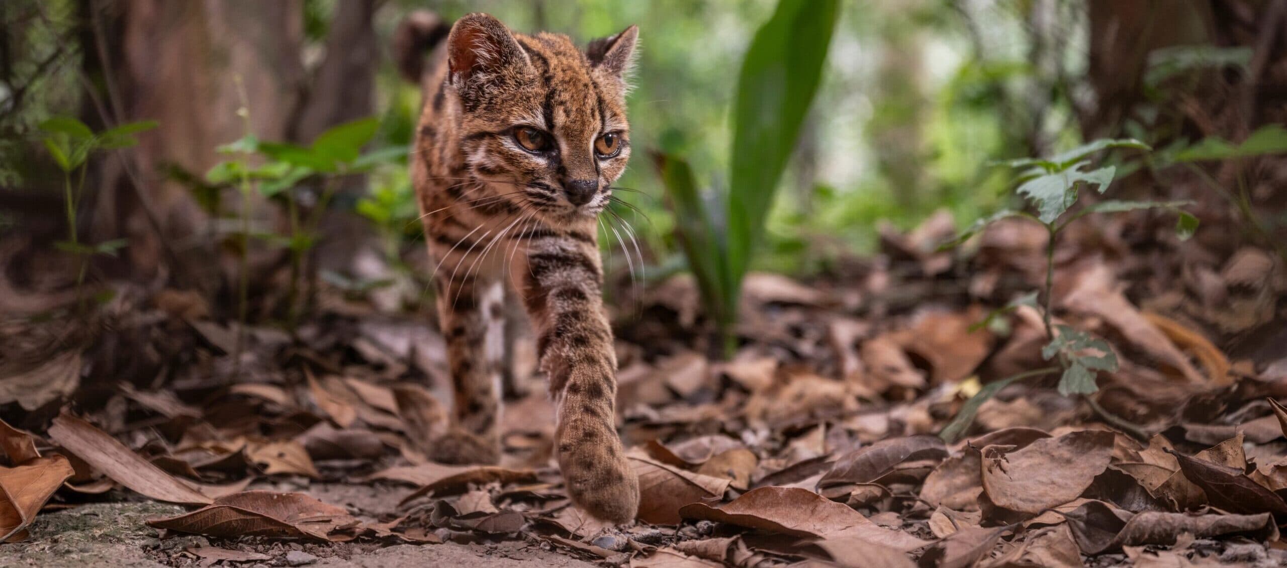 Den nya kattarten Leopardus tilcayo i Bolivia