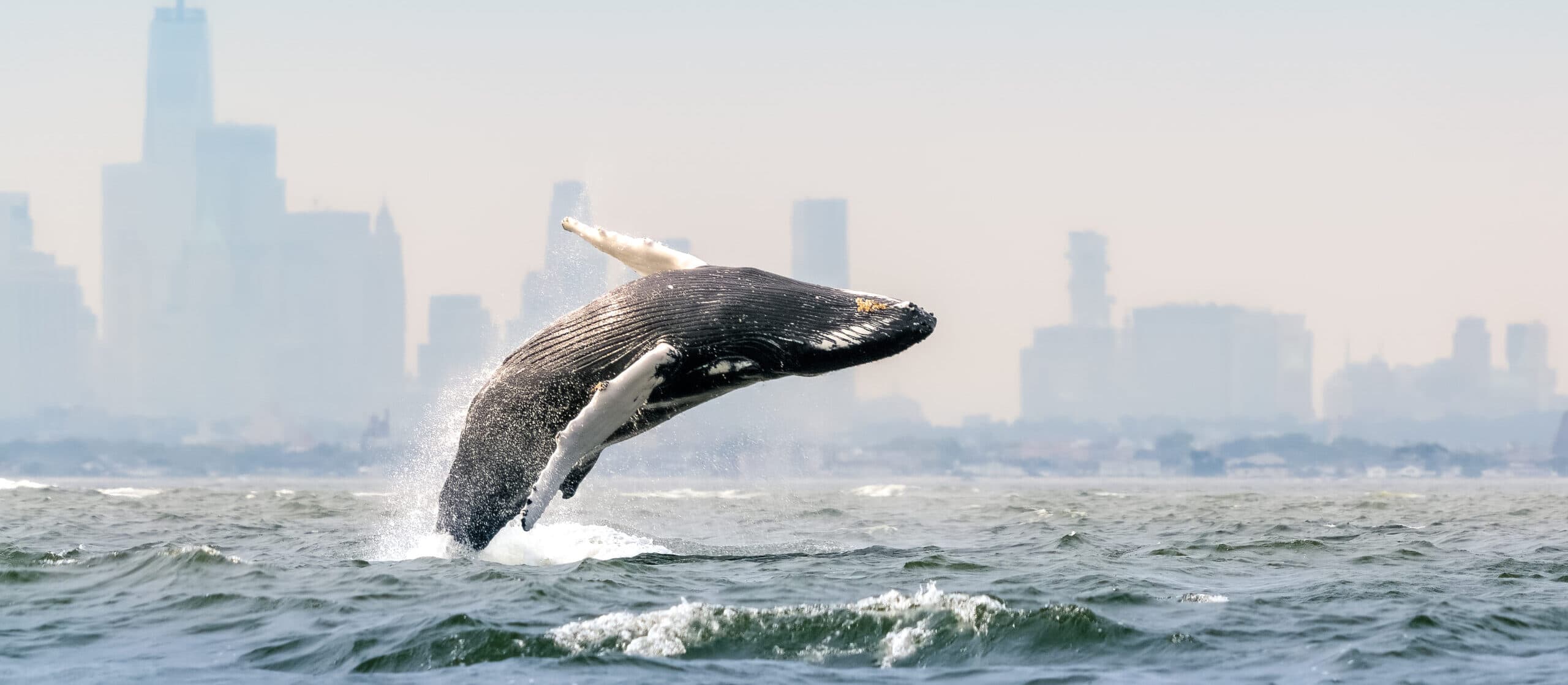 Blue Planet III återvänder med David Attenborough.